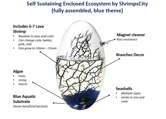 Shrimp Ecosphere - Closed Aquatic Ecosystem (large, blue glass, natural materials, oval)