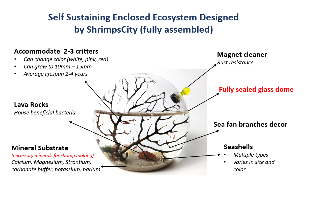 Shrimp Ecosphere - Closed Aquatic Ecosystem (small, glass, natural materials, round) size: 3x3x3