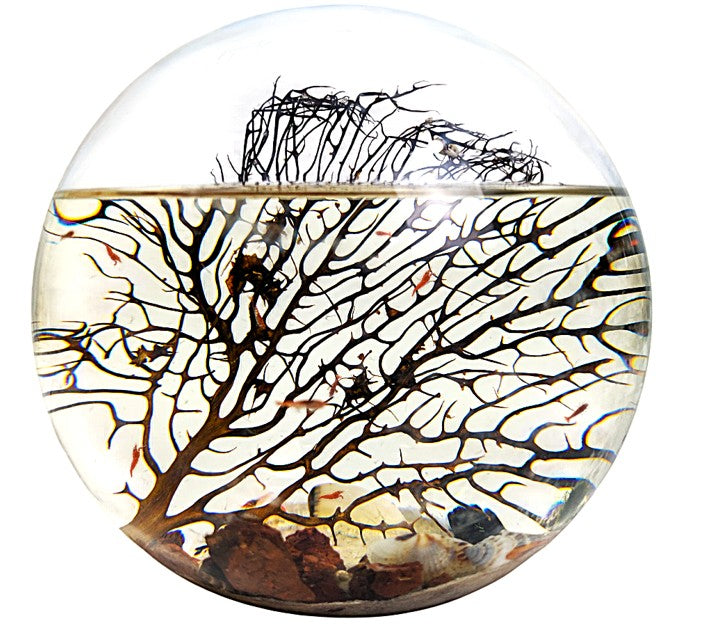 Shrimp Ecosphere - Closed Aquatic Ecosystem  (large glass, natural materials, round) size: 8x8x8