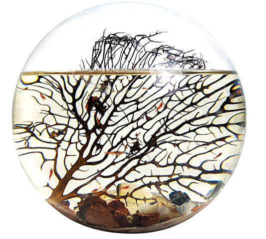 Shrimp Ecosphere - Closed Aquatic Ecosystem  (large glass, natural materials, round) size: 8x8x8