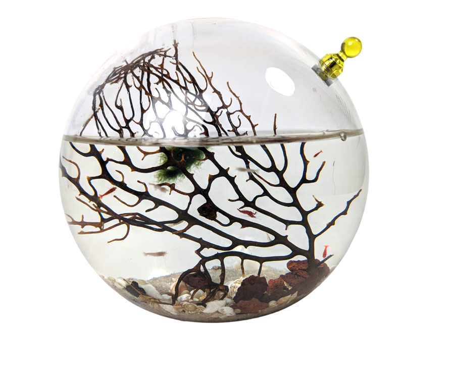 Shrimp Ecosphere - Closed Aquatic Ecosystem  (medium glass, natural materials, round) size: 6x6x6