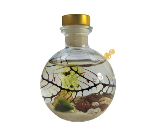 Shrimp ball - Semi Closed Aquatic Ecosystem (small, glass, natural materials, round)