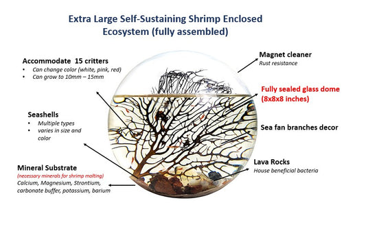 Shrimp Ecosphere - Closed Aquatic Ecosystem (large glass, natural materials, round) size: 8x8x8