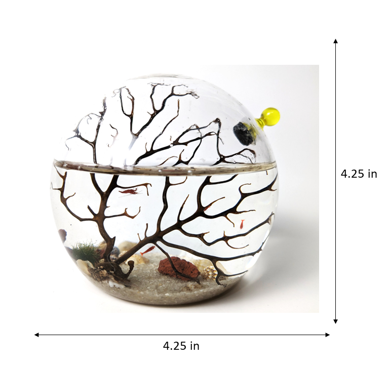 Shrimp Ecosphere - Closed Aquatic Ecosystem (small, glass, natural materials, round) size: 3x3x3