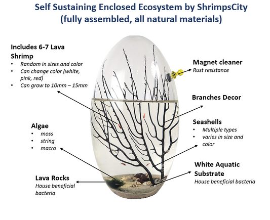 Shrimp Ecosphere - Closed Aquatic Ecosystem  (large glass, natural materials, oval)