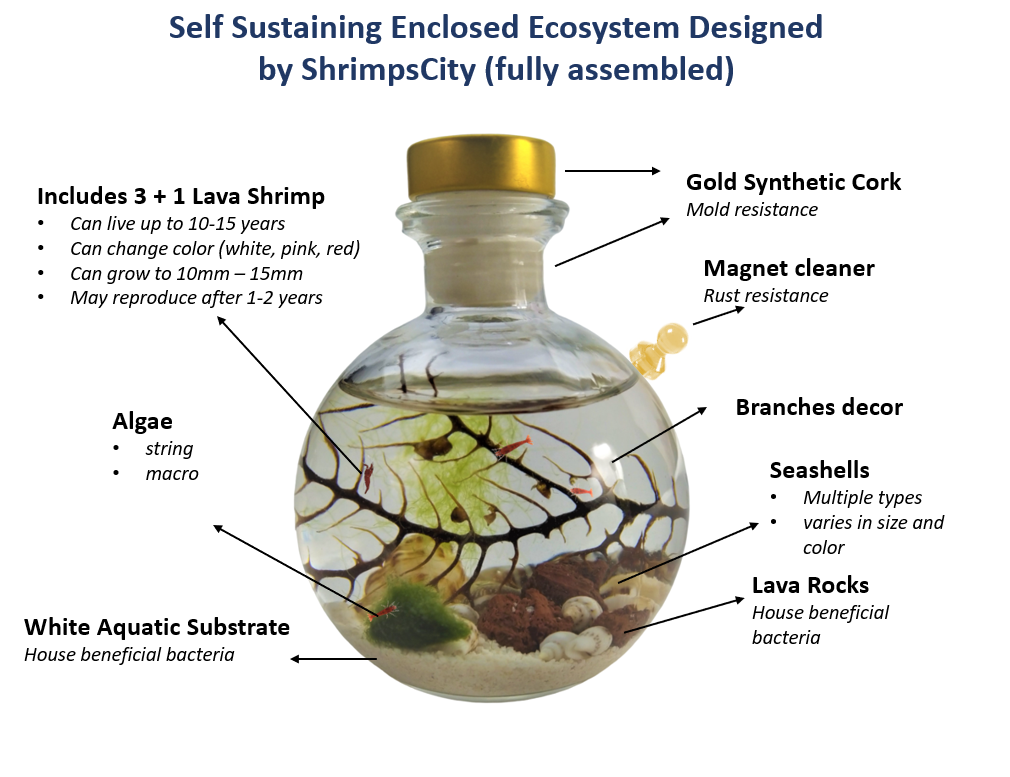 Shrimp ball - Semi Closed Aquatic Ecosystem (small, glass, natural materials, round)