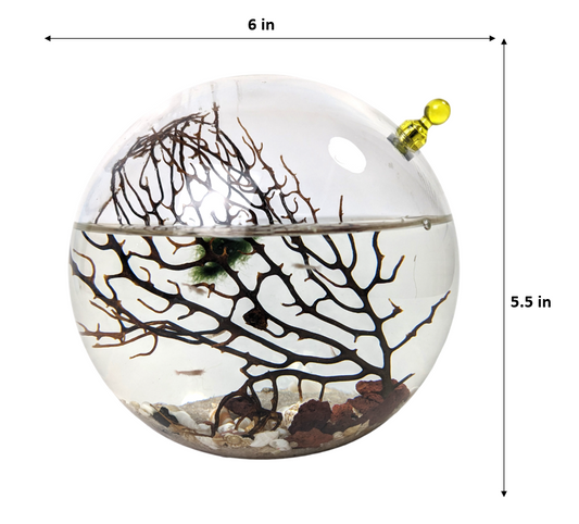 Shrimp Ecosphere - Closed Aquatic Ecosystem  (medium glass, natural materials, round) size: 6x6x6