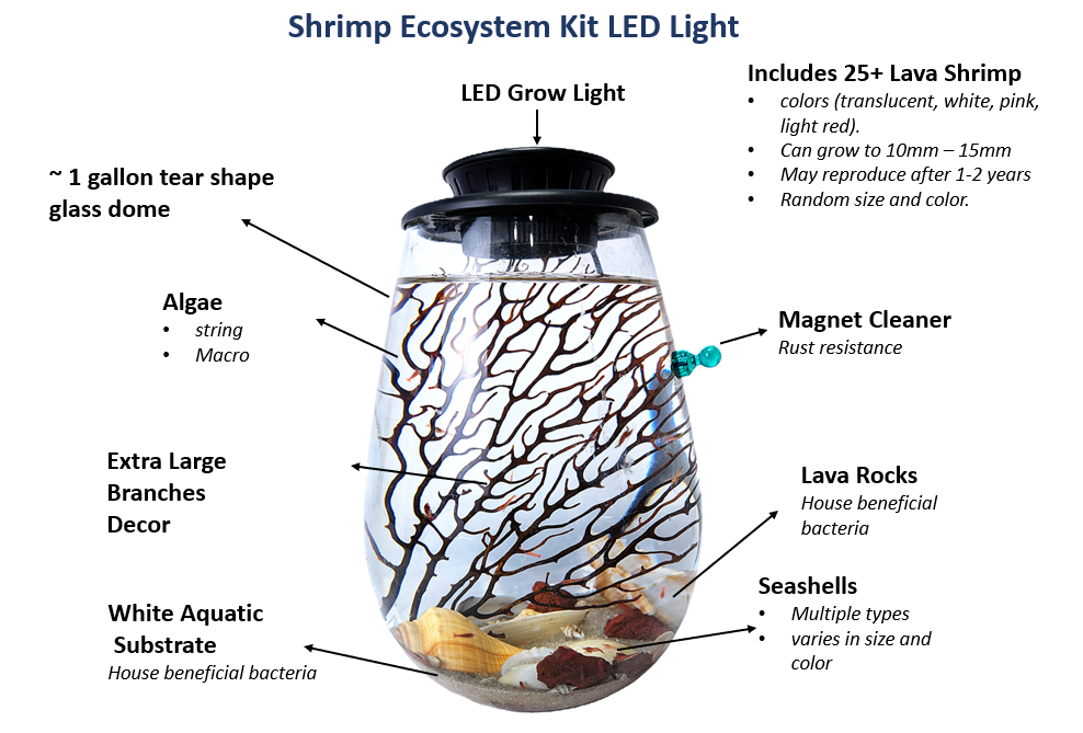 Shrimp Jar with LED V2- Open Aquatic Ecosystem (Large, glass, natural materials)
