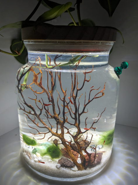 Shrimp Jar with LED- Open Aquatic Ecosystem (Large, glass, natural materials)