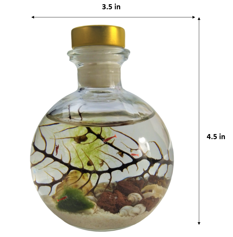 Shrimp ball - Semi Closed Aquatic Ecosystem (small, glass, natural materials, round)