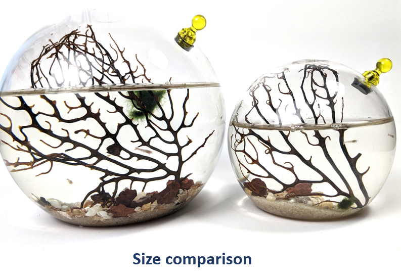 Shrimp Ecosphere - Closed Aquatic Ecosystem  (medium glass, natural materials, round) size: 6x6x6