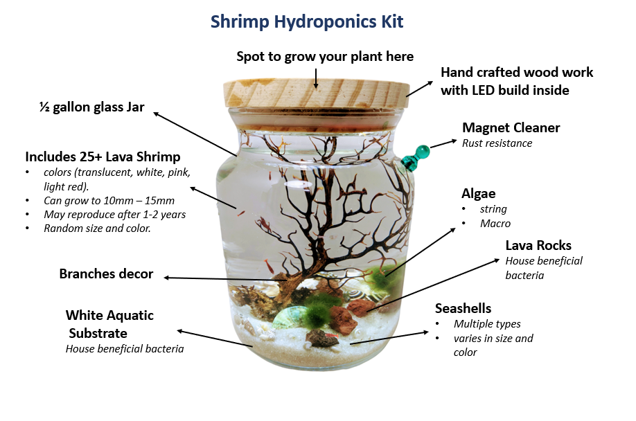 Shrimp Jar with LED- Open Aquatic Ecosystem (Large, glass, natural materials)