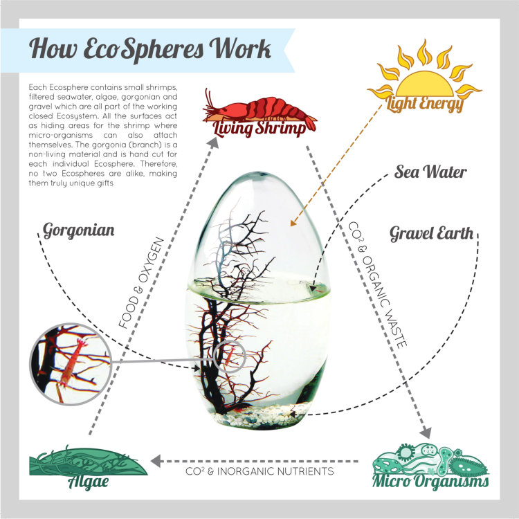 Shrimp Ecosphere - Closed Aquatic Ecosystem (blue, small, glass, natural materials, round) size: 3x3x3 (Copy)