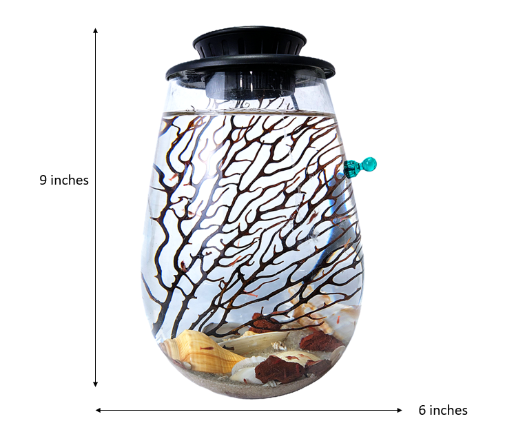 Shrimp Jar with LED V2- Open Aquatic Ecosystem (Large, glass, natural materials)