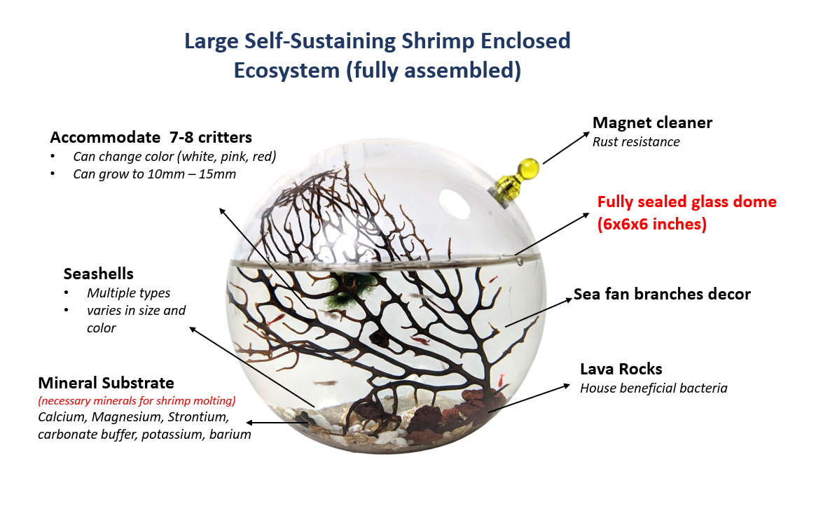 Shrimp Ecosphere - Closed Aquatic Ecosystem  (medium glass, natural materials, round) size: 6x6x6