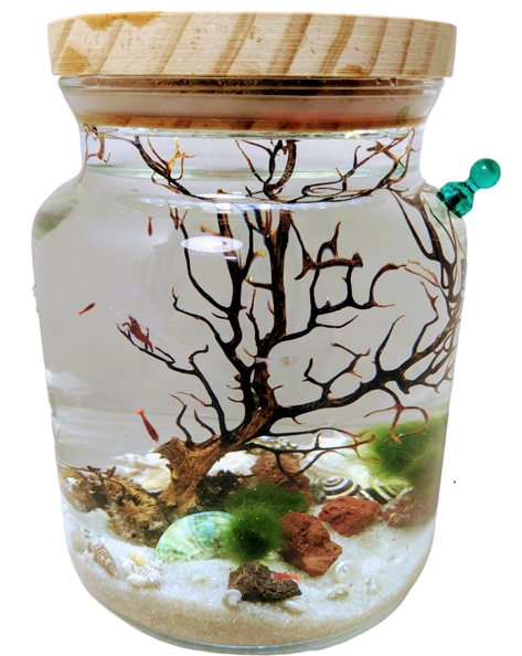 Shrimp Jar with LED- Open Aquatic Ecosystem (Large, glass, natural materials)