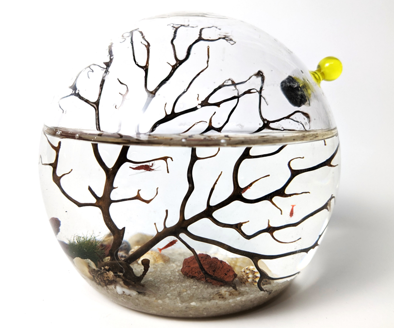 Shrimp Ecosphere - Closed Aquatic Ecosystem (small, glass, natural materials, round) size: 3x3x3