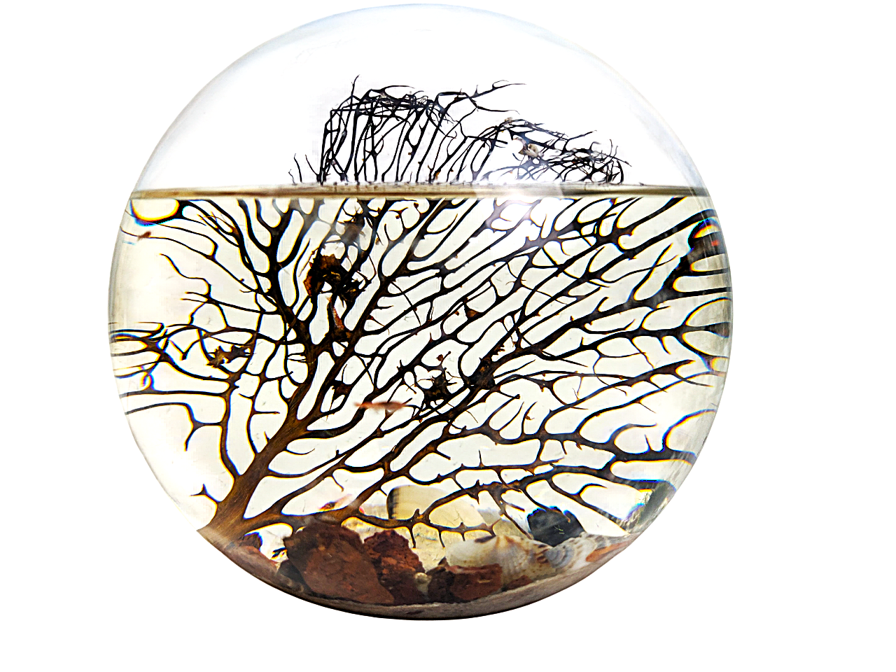 Shrimp Ecosphere - Closed Aquatic Ecosystem  (large glass, natural materials, round) size: 8x8x8