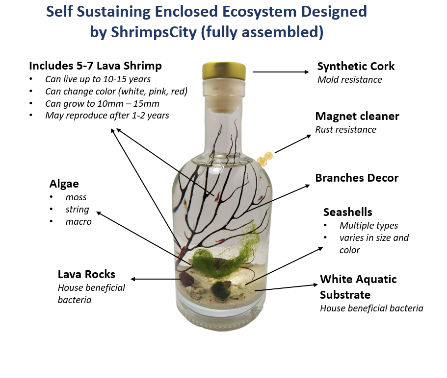 Shrimp bottle- Semi Closed Aquatic Ecosystem (small, glass, natural materials, round)