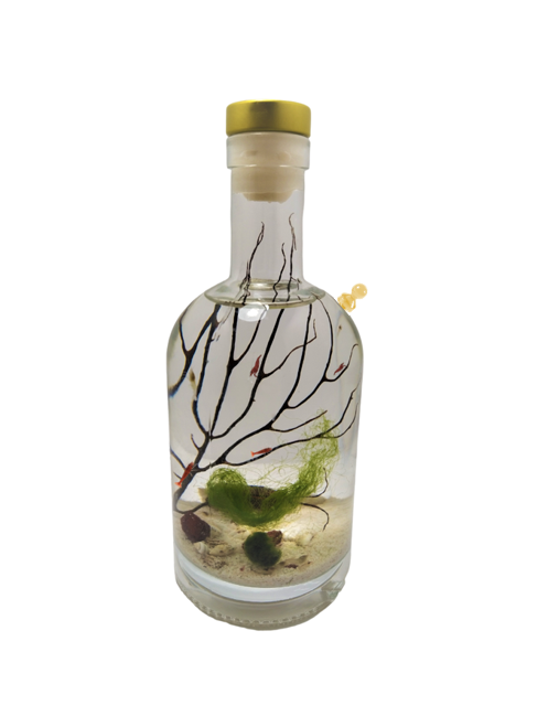 Shrimp bottle- Semi Closed Aquatic Ecosystem (small, glass, natural materials, round)