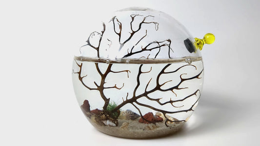 Shrimp Ecosphere - Closed Aquatic Ecosystem (small, glass, natural materials, round) size: 3x3x3
