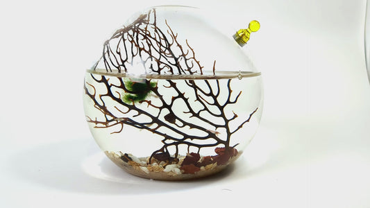 Shrimp Ecosphere - Closed Aquatic Ecosystem  (medium glass, natural materials, round) size: 6x6x6